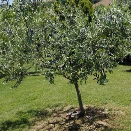 Appartamento Rustikale Eleganz Mit Blick Auf Umbrische Landschaft By Interhome *