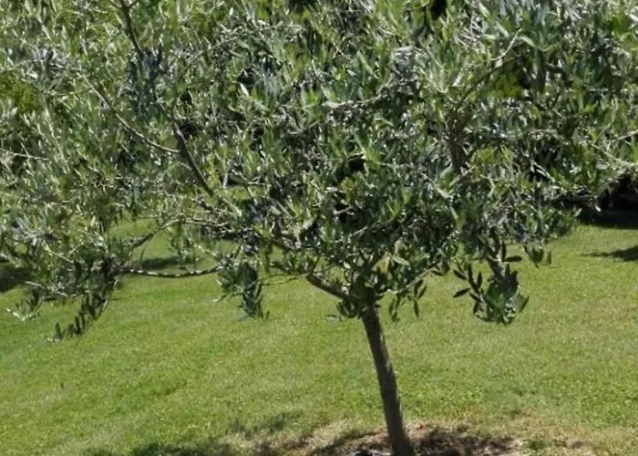 Daire Rustikale Eleganz Mit Blick Auf Umbrische Landschaft By Interhome *